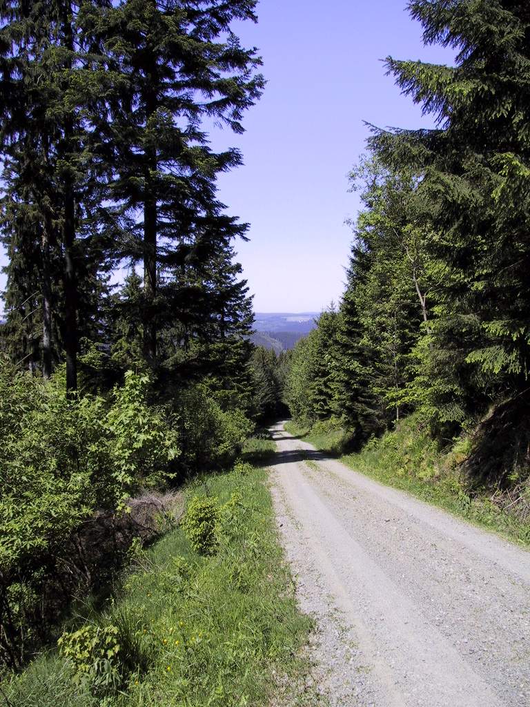 MTB-Süd Anstieg Allerswald