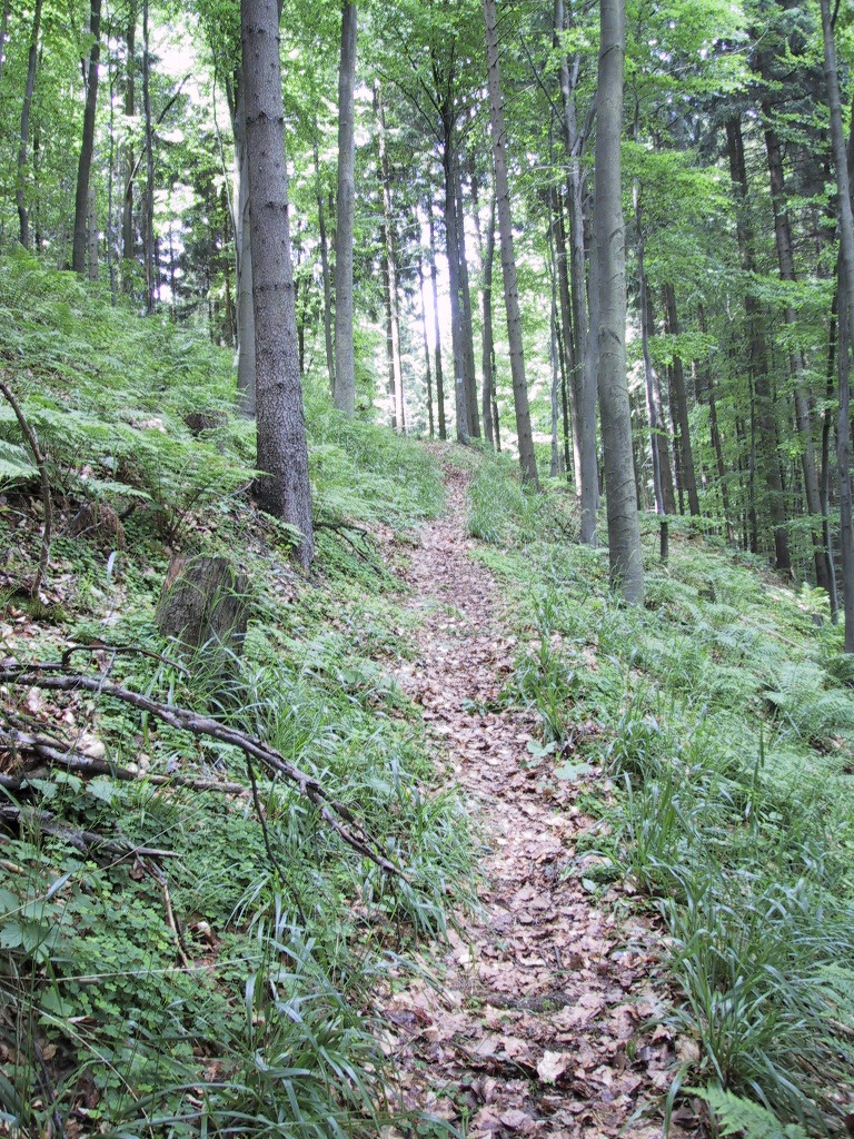 MTB Nord Singletrail2.JPG