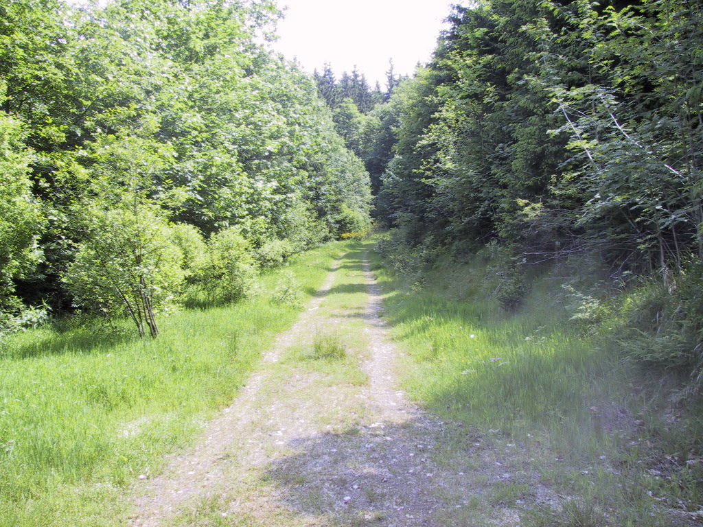 MTB Nord Trail b. Langenau.JPG