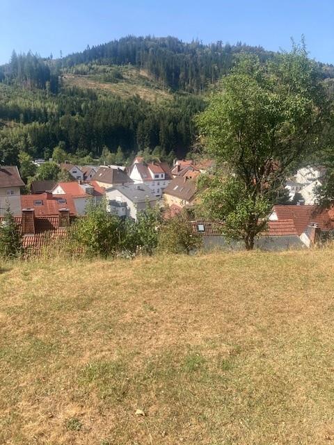 Blick vom Grundstück zum Allerswald